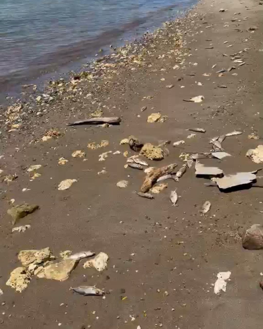 FISH: DAWR addressed a viral video which showed a "large number of dead atulai or mackerel along Guam's southern shoreline calling it a "localized incident."