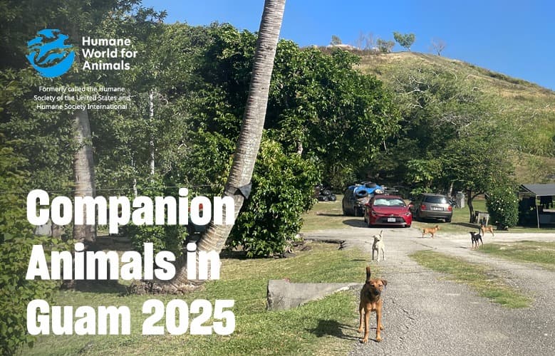 First island-wide dog and cat survey in a decade released
