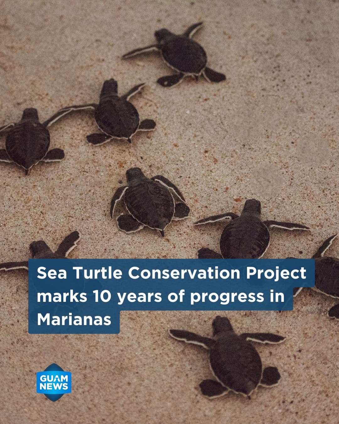 Decade-long partnership advances Marianas sea turtle research