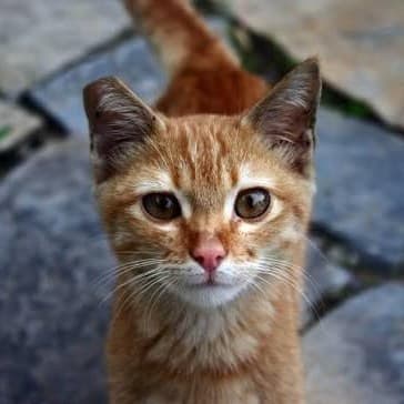 Agriculture and SNIP launch pet tagging program