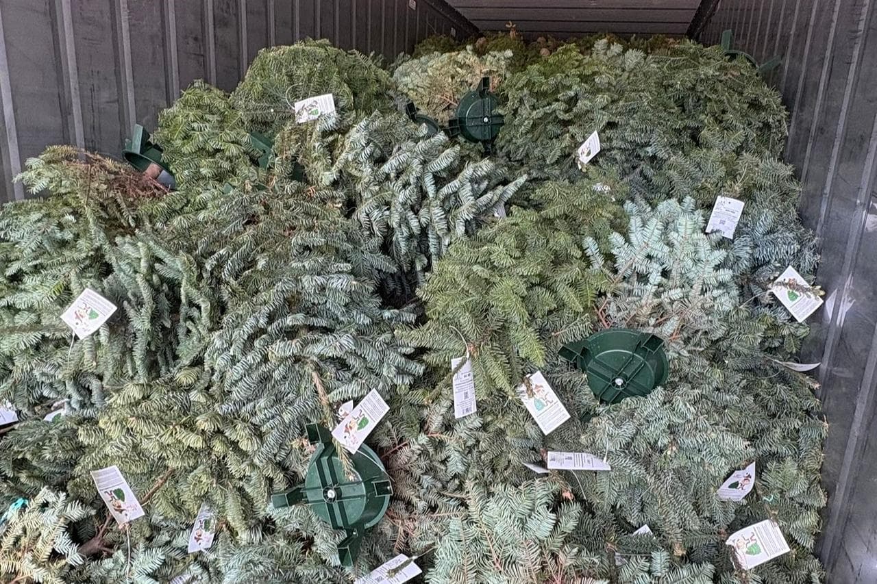 Customs clears island's Christmas trees after fumigation