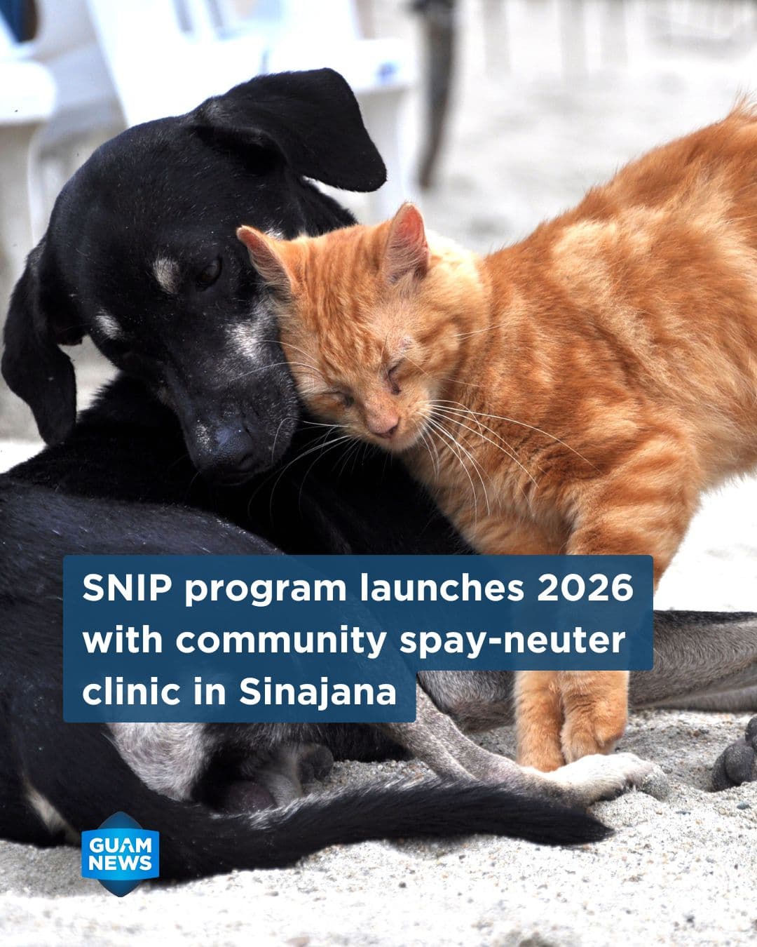 Ninth island spay and neuter clinic opens year in Sinajana