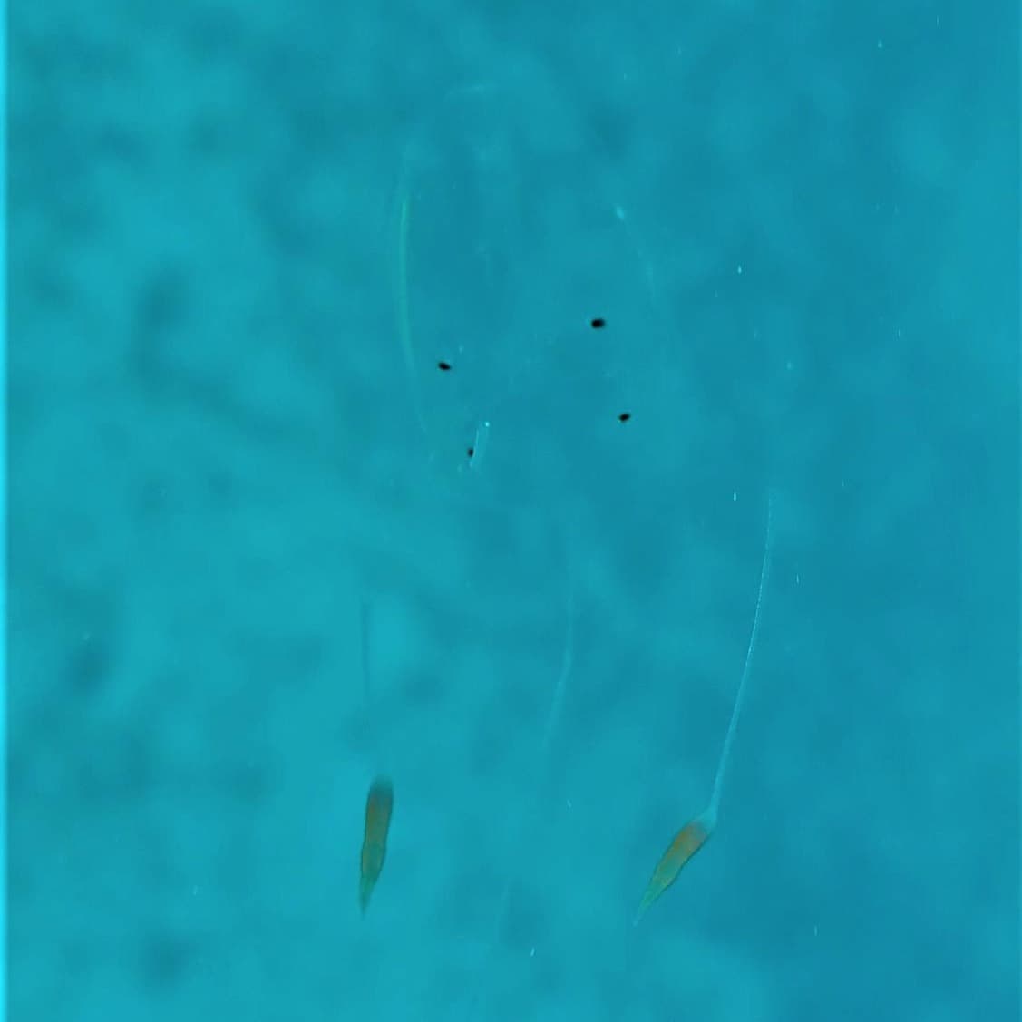 Agriculture warns of box jellyfish in coastal waters