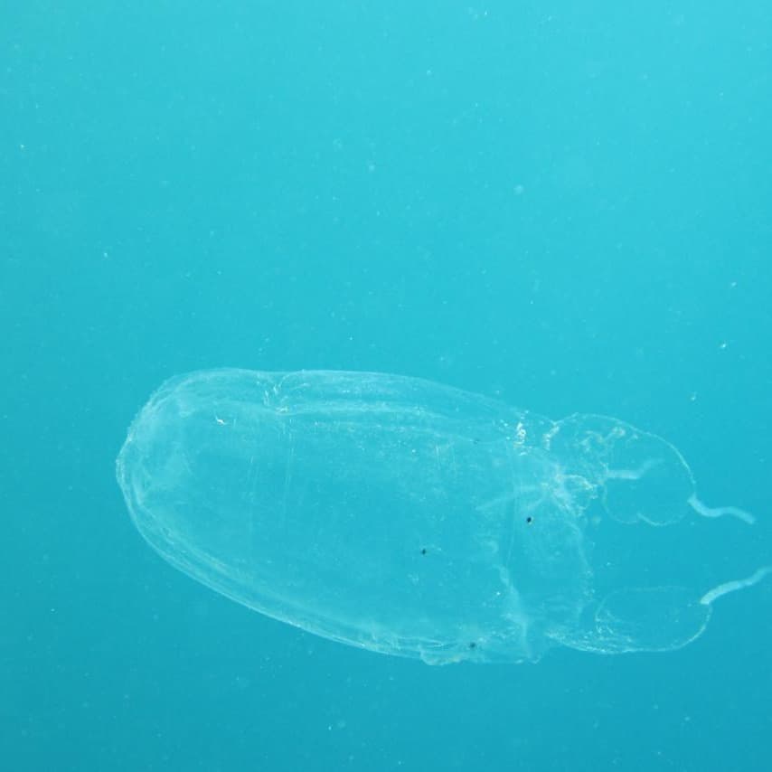 Agriculture warns of box jellyfish in coastal waters