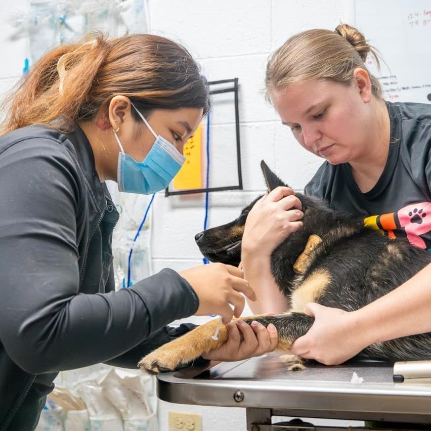Agriculture reaches milestone in pet overpopulation effort