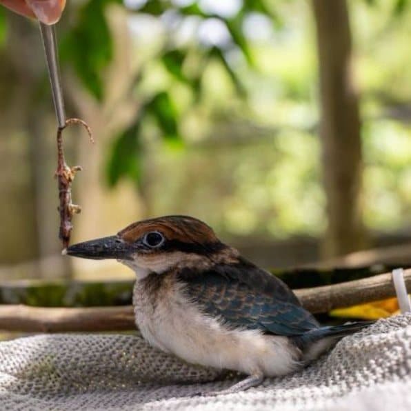 Agriculture marks first successful artificial incubation hatch