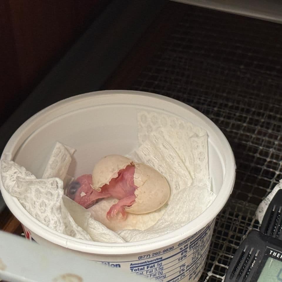 Agriculture marks first successful artificial incubation hatch