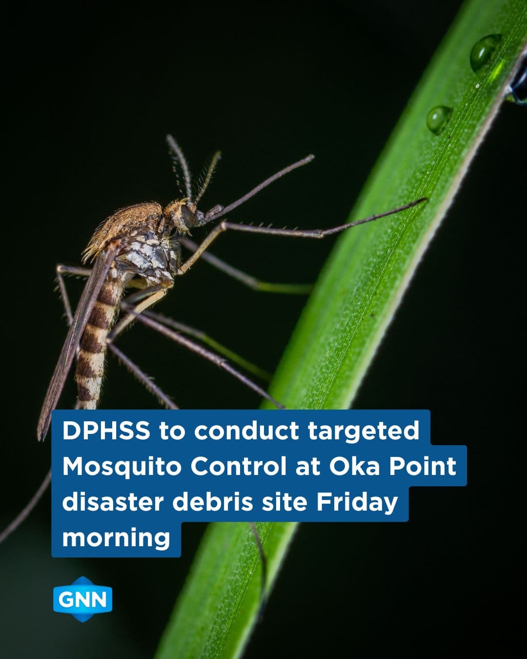 Public Health targets mosquitoes at Oka Point debris site